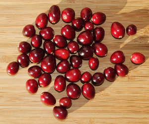 Großfrüchtige Moosbeeren (Cranberry)