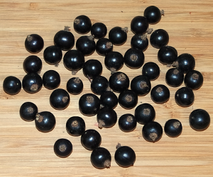 Schwarze Johannisbeeren